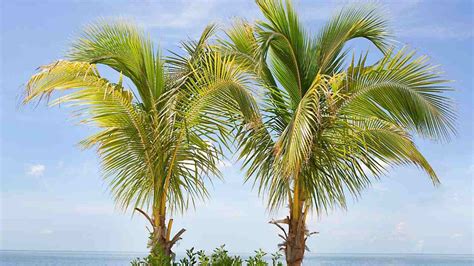 20 Most Popular Types of Palm Trees for Homeowners in 2024!