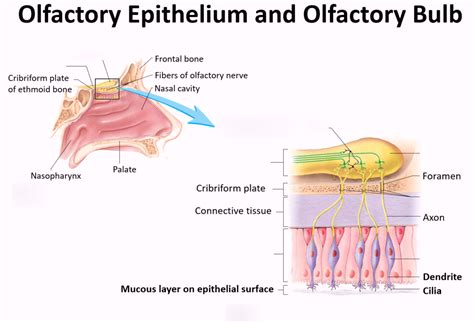 Chapter 15 Olfaction Region Diagram Quizlet