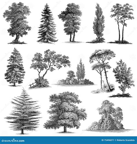 Set Of 13 Hand Drawn Vintage Trees Stock Illustration Illustration Of