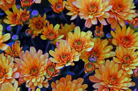 Free Images Chrysanthemum Yellow Chrysanthemums Flowers