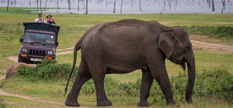 Days Sightseeing Tour Of Sri Lanka Anuradhapura Sigiriya