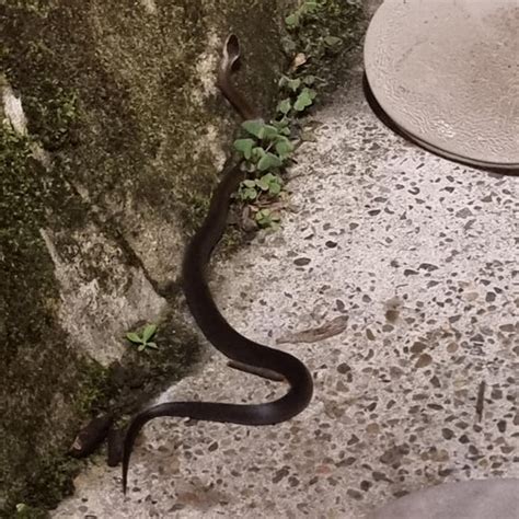 Help identify this snake? [AUSTRALIA] : r/AustralianSnakes