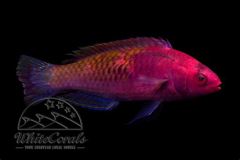 Cirrhilabrus Rubrisquamis Red Velvet Wrasse Male Buy Online