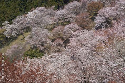 Yoshinoyama, famous for its beautiful cherry blossoms, is registered as a World Heritage Site ...