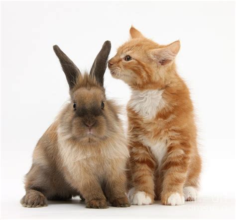 Kitten And Rabbit Photograph By Mark Taylor Pixels