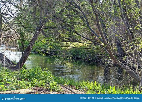 Dense Riparian Vegetation On The Banks Of A River In Its Middle Section