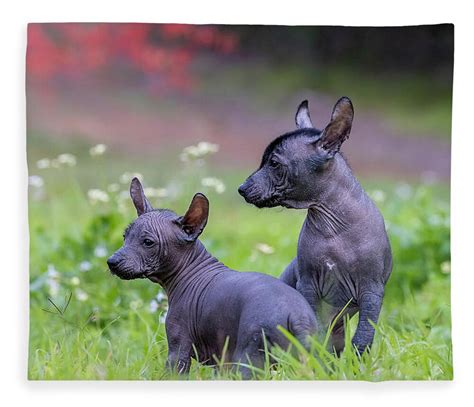 Xoloitzcuintli Terrier Mix