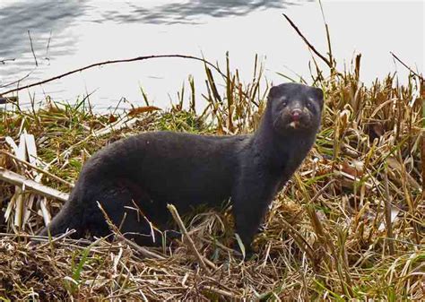 Life at the Annapolis Royal Marsh: A mink encounter