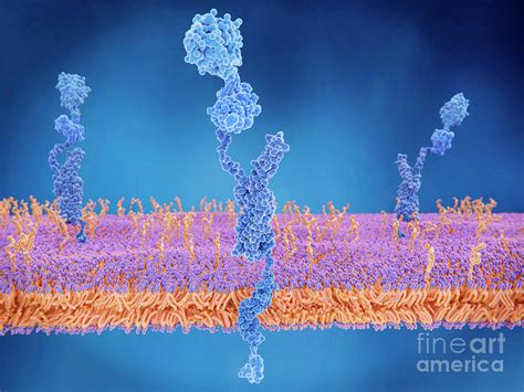 Amyloid Precursor Protein At Cell Membrane Photograph By Juan Gaertner Science Photo Library