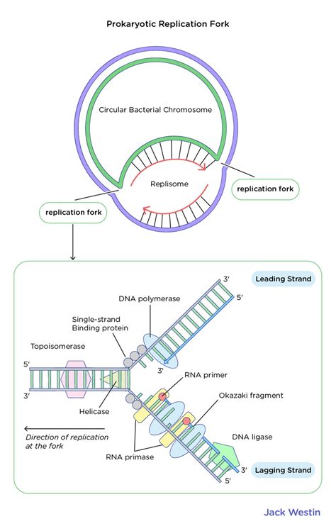 Origins Of Replication Multiple Origins In Eukaryotes - Dna Replication - MCAT Content