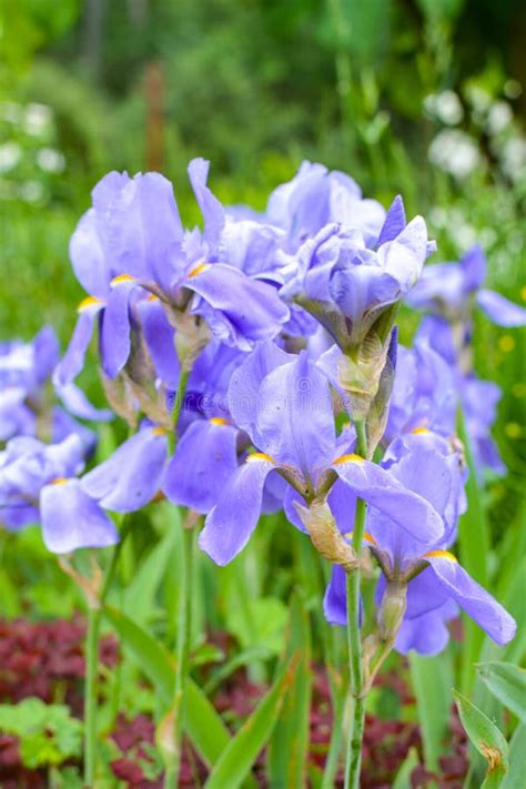 Blue Iris Flowers On Green Background Stock Image Image Of Cloudy