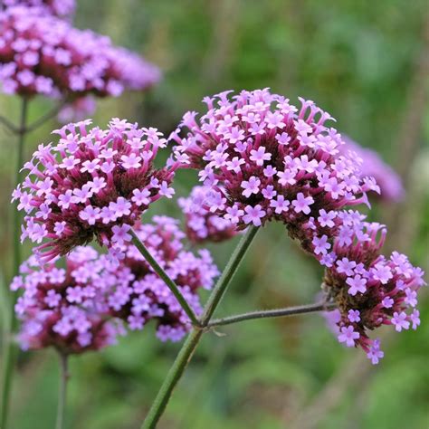 Is It Illegal To Be Naked In Your Garden Ideal Home