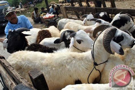 Harga Kambing Kurban Di Kupang Tembus Rp3 Juta ANTARA News