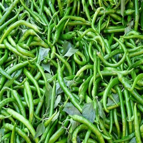 A Grade Fresh Green Chilli Pan India Packaging Size 10 Kg At Rs 35