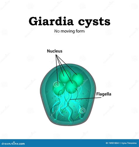 The Structure Of Giardia Lamblia Of Cyst And Trophozoite Giardiasis Vector Illustration