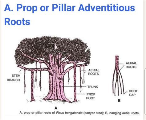 Mangroves Have Roots A Prop B Tendril C Stilt D Pointed