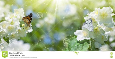 Butterfly On Jasmine Stock Image Image Of Foliage Branch 73947273