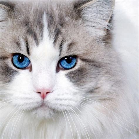 Kucing Persia Putih Mata Biru Robert Hardacre