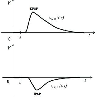 Typical form of response functions (EPSP and IPSP) of a biological ...