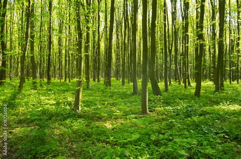 Fototapeta Cie Ka S O Ce Krajobraz Natura Drzewa Dekowizja Pl