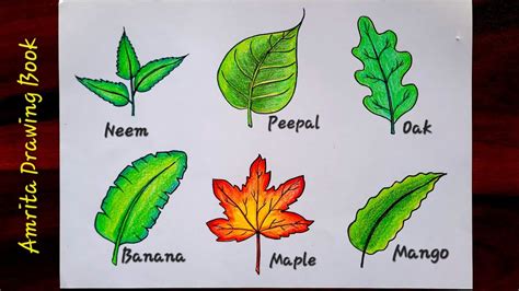 Type Of Leaves Drawing Different Types Of Leaves Drawing How To