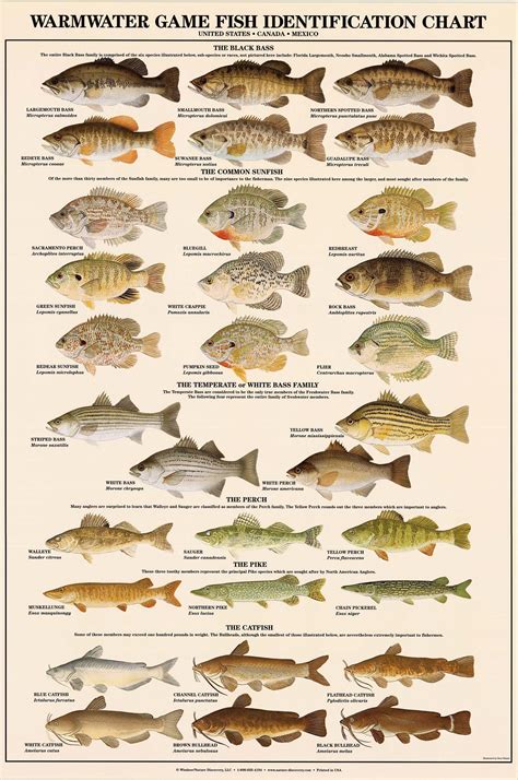 Warmwater Game Fish Poster Identification Chart And Fishermen Guide Etsy