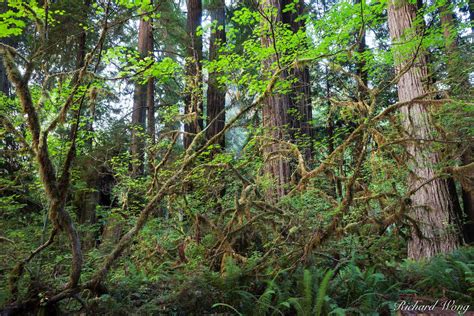 Dense Rainforest | Prairie Creek Redwoods State Park, California ...