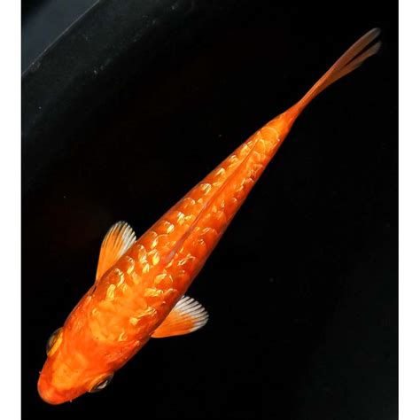 4 Imported Gin Rin Armor Scaled Orenji Ogon Koi Fish For Sale