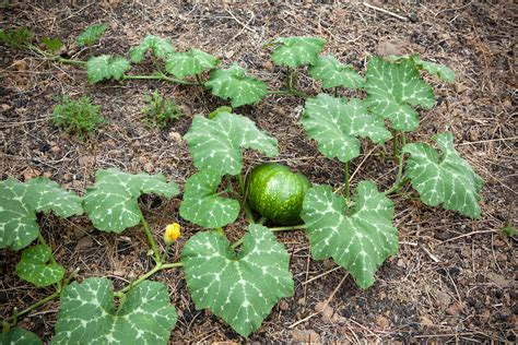 Watering Weeding Fertilizing And Pollinating Your Winter Squash