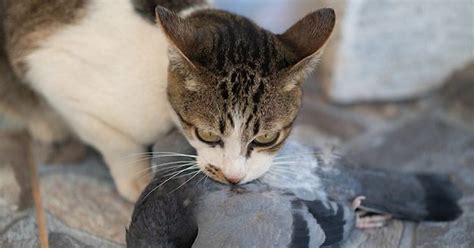 Вкусняшка | Пикабу