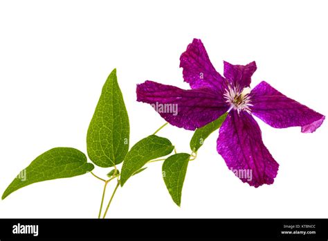 Purple Clematis Flower Isolated On White Background Stock Photo Alamy