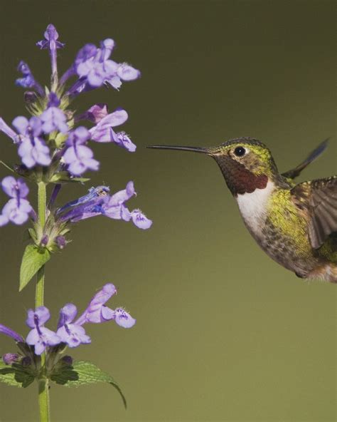 17 Best Flowers That Attract Hummingbirds In Your Garden