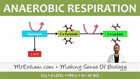 Anaerobic Cellular Respiration Diagram