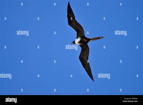 Adult Female Magnificent Frigatebird Fregata Magnificens Soaring