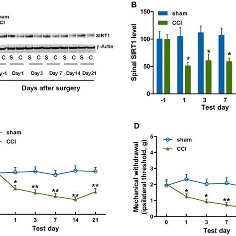 A Spinal Sirt Content Is Decreased And Days After Cci