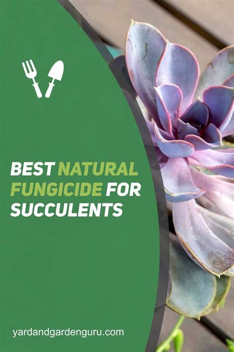 Best Natural Fungicide For Succulents