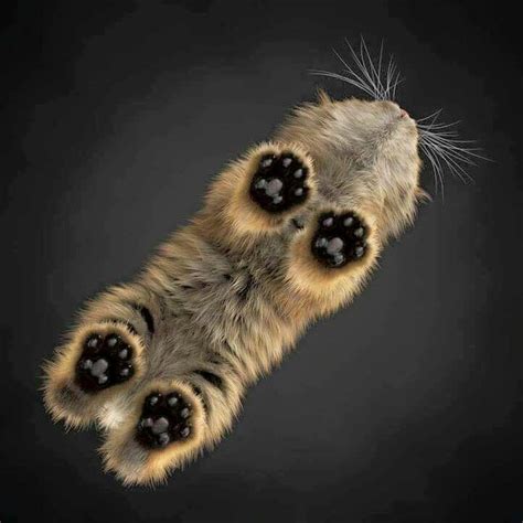 145 Best Cat Paws Images On Pinterest Kitty Cats Cat Paws And Cute