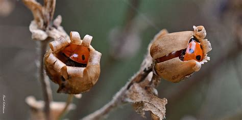 Spot Ladybirds Coccinella Septempunctata In Campion Se Flickr