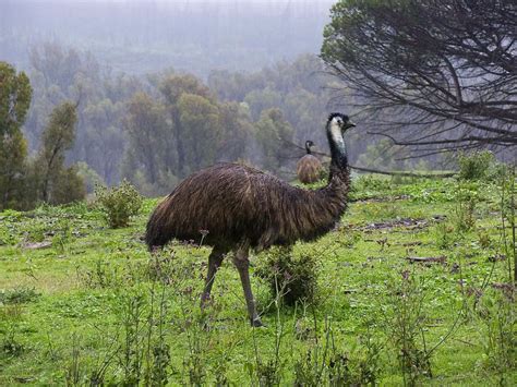 Emu Bird Facts - Emu Bird Species - Emu Bird Ecology and Behaviour