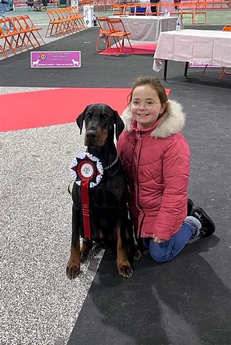 Accueil Elevage Du Parc Des Marais D Opale Eleveur De Chiens Dobermann