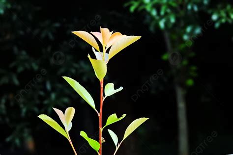 Seed Germination Background, Seed Background, Seed Germination ... 