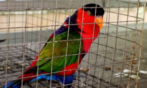 Harga Burung Nuri Irian