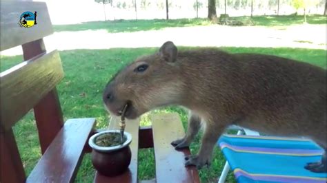 Capibara Relleno Que Rellena Charla Random Es TOC Penstagram