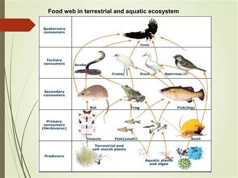 Lecture 5ppt Food Chain Food Web Ecological Pyramids PPT