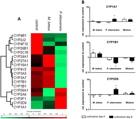 Expression Of Various Cytochrome P450 Dependent Monooxygenases CYPs