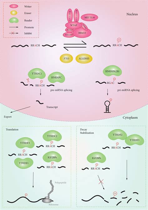 The Processes Of Rna M⁶a Methylation Demethylation And Regulation