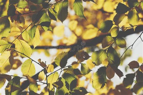 Autumn Fall Scene Beauty Nature Scene Trees And Leaves Stock Photo