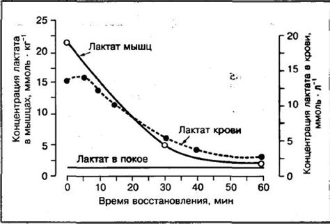 Молочная кислота в мышцах — SportWiki энциклопедия