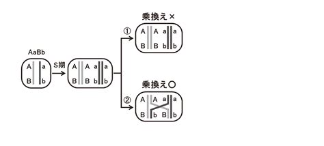 【高校生物】「配偶子の遺伝子型：連鎖」 映像授業のtry It トライイット