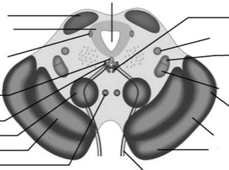 Blank Brainstem Cross Sections Flashcards Quizlet